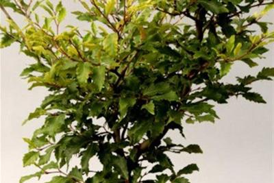 Hornbaker Gardens, Inc. - Fagus s. 'Sandrode' #10
