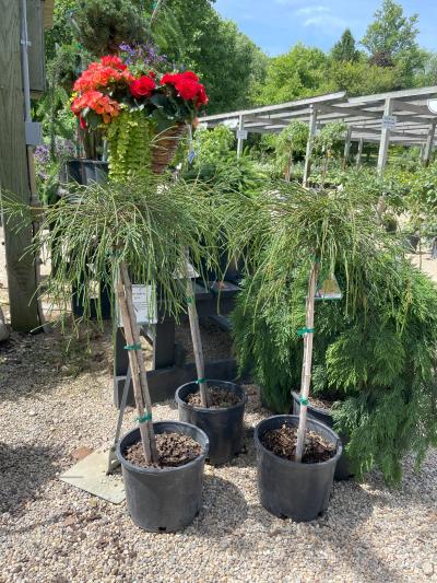Hornbaker Gardens, Inc. - Thuja p. 'Whipcord' #6 on standard