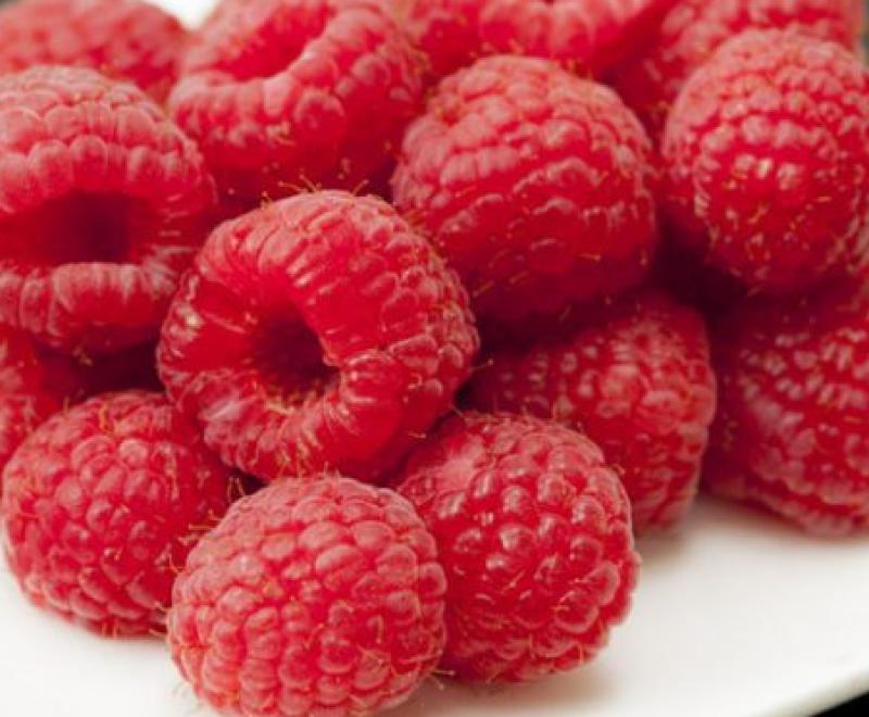 Hornbaker Gardens, Inc. - Red Raspberry 'Killarney' #1