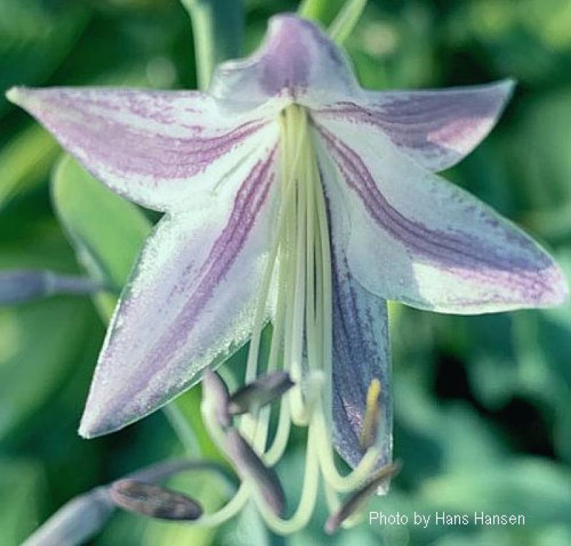 Hornbaker Gardens, Inc. - Hosta Wild Imagination medium